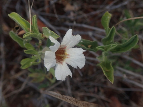 Image of Petalidium aromaticum by (c) agujaceratops, some rights reserved (CC BY)