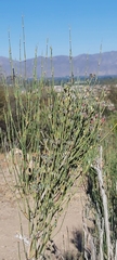 Ephedra chilensis