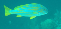 Plectorhinchus chrysotaenia