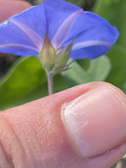 Jacquemontia abutiloides