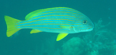 Plectorhinchus chrysotaenia