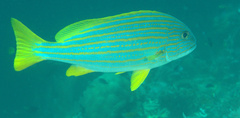 Plectorhinchus chrysotaenia