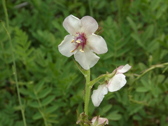 Verbascum virgatum