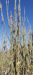 Ephedra chilensis