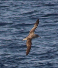 Calonectris diomedea