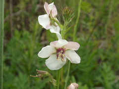 Verbascum virgatum
