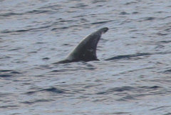 Grampus griseus
