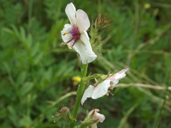 Verbascum virgatum