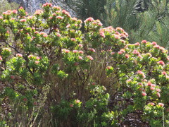 Leucospermum oleifolium