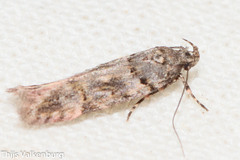 Teleiopsis diffinis