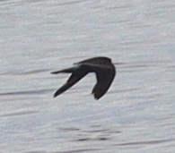 Hydrobatidae