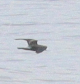 Hydrobatidae