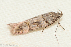 Teleiopsis diffinis