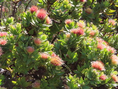 Leucospermum oleifolium