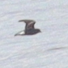 Hydrobatidae