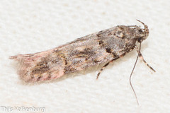 Teleiopsis diffinis