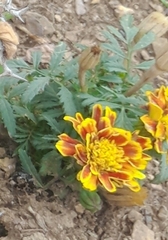Tagetes