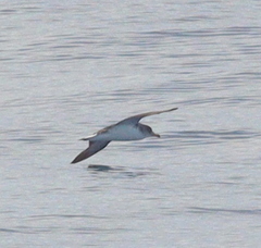 Calonectris diomedea