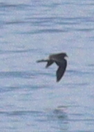 Hydrobates leucorhous