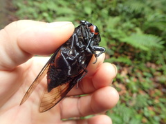 Cryptotympana holsti