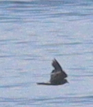 Hydrobates leucorhous