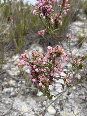 Erica excavata