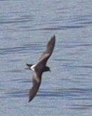 Hydrobates leucorhous