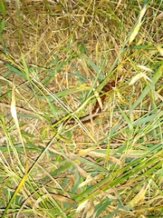 Cormocephalus coynei