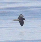 Hydrobatidae