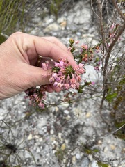 Erica excavata