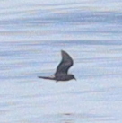 Hydrobatidae