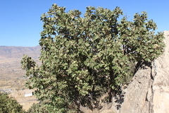 Quercus brantii