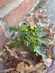 Senecio vulgaris