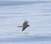 Hydrobatidae