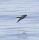 Hydrobatidae