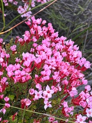 Brachysiphon rupestris