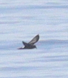 Hydrobatidae