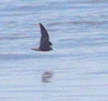 Hydrobatidae