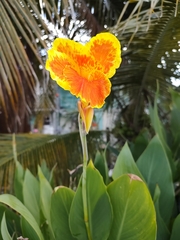 Canna × generalis