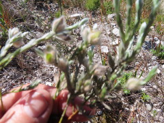 Amphithalea tomentosa