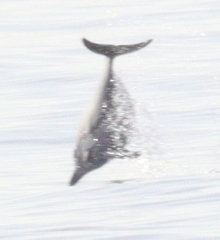 Delphinidae