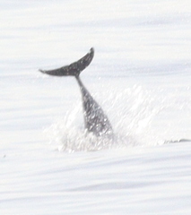 Delphinidae