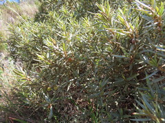 Grubbia tomentosa