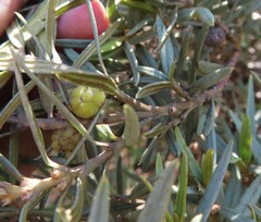 Grubbia tomentosa