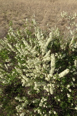 Spiraea hypericifolia