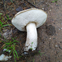 Leccinum scabrum
