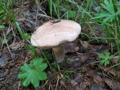 Leccinum scabrum