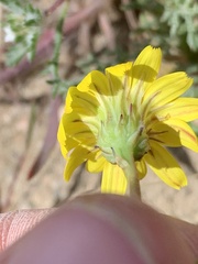 Agoseris parviflora
