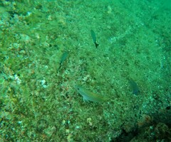 Lutjanus argentiventris
