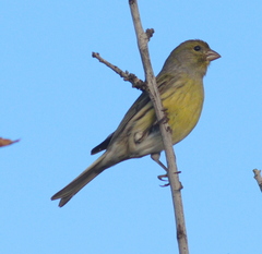 Serinus canaria